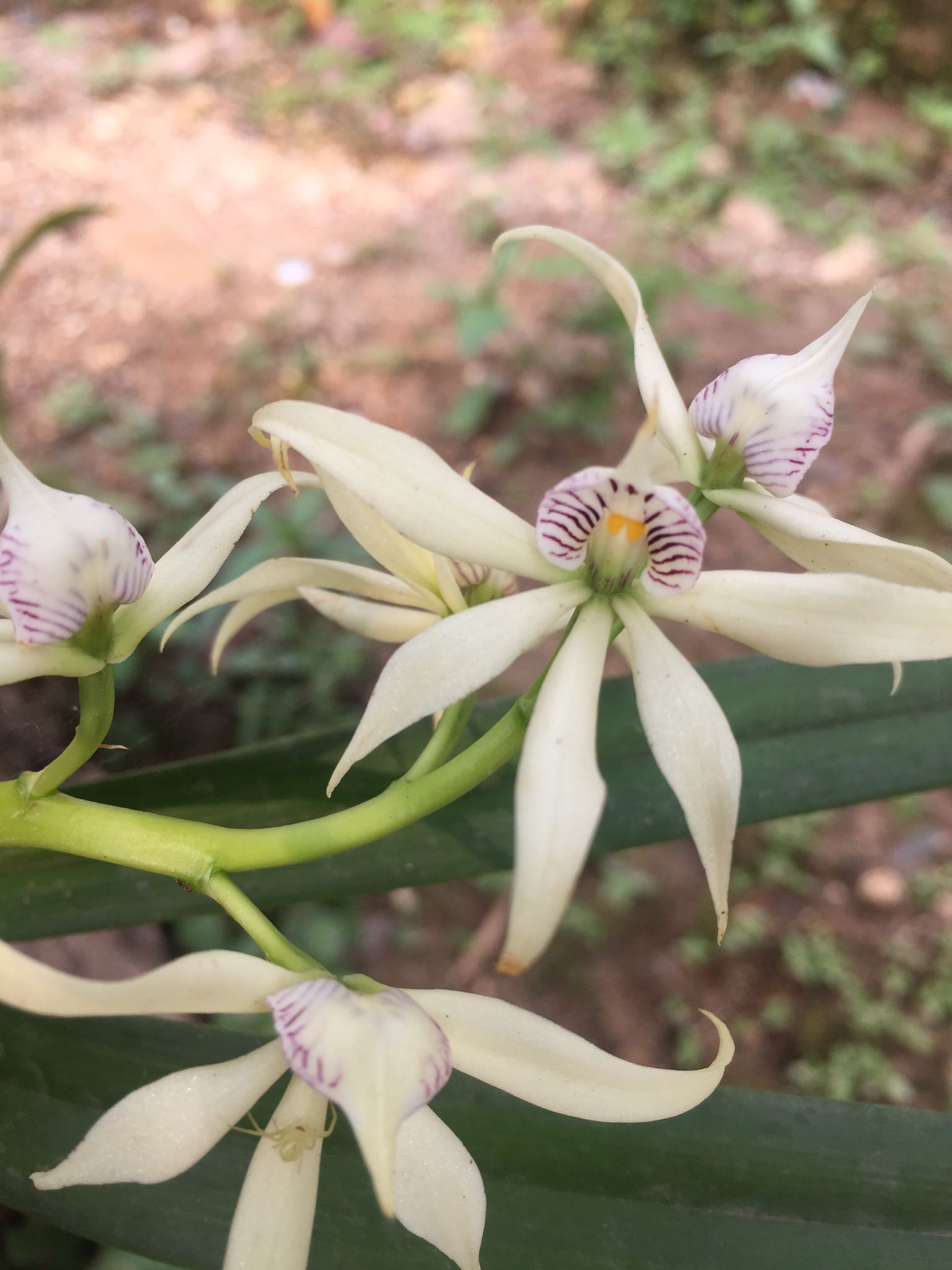 Prosthechea chondylobulbon